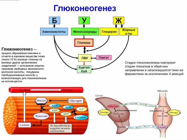 Гликогенолиз и глюконеогенез
